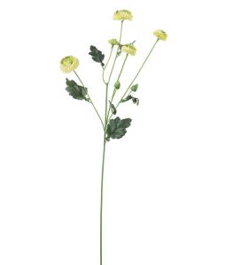 Chrysanthemum - Grön - 60 cm - www.frokenfraken.se