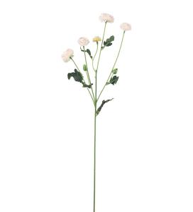 Chrysanthemum - Rosa - 60 cm - www.frokenfraken.se