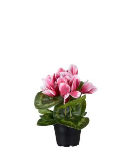 Cyklamen - Rosa - 22 cm - www.frokenfraken.se