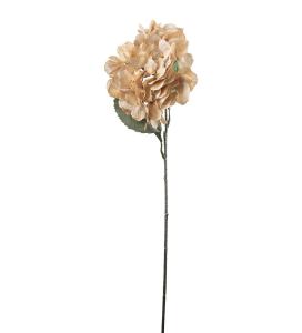 Hortensia - Champagne - 60 cm - www.frokenfraken.se