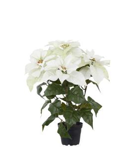 Julstjärna - Vit - 45 cm - www.frokenfraken.se
