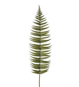 Ormbunksblad - Grön - 105 cm - www.frokenfraken.se