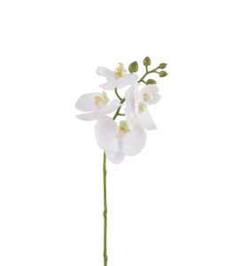 Phalaenopsis - Vit - 50 cm - www.frokenfraken.se