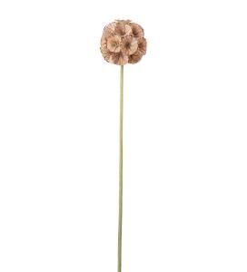 Scabiosa - Brun - 60 cm - www.frokenfraken.se