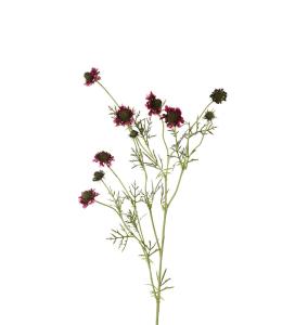 Scabiosa - Burgundy - 120 cm - www.frokenfraken.se