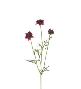 Scabiosa - Burgundy - 64 cm - www.frokenfraken.se
