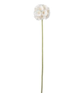 Scabiosa - Cream - 60 cm - www.frokenfraken.se