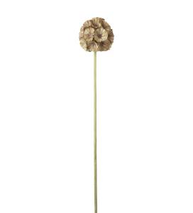 Scabiosa - Grön - 60 cm - www.frokenfraken.se