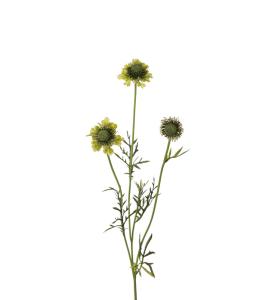Scabiosa - Grön - 64 cm - www.frokenfraken.se