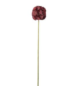 Scabiosa - Röd - 60 cm - www.frokenfraken.se