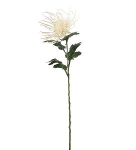 Spindelchrysanthemum - Cream - 70 cm - www.frokenfraken.se