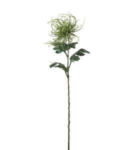 Spindelchrysanthemum - Grön - 70 cm - www.frokenfraken.se