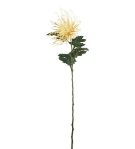 Spindelchrysanthemum - Orange - 70 cm - www.frokenfraken.se