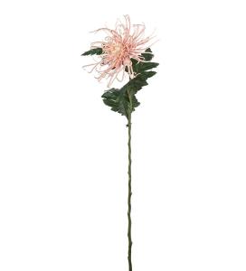 Spindelchrysanthemum - Rosa - 70 cm - www.frokenfraken.se