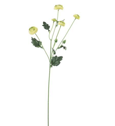 Chrysanthemum - Grön - 60 cm - www.frokenfraken.se
