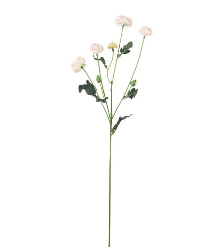 Chrysanthemum - Rosa - 60 cm - www.frokenfraken.se
