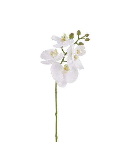 Phalaenopsis - Vit - 50 cm - www.frokenfraken.se