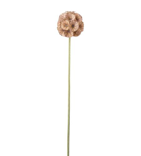 Scabiosa - Brun - 60 cm - www.frokenfraken.se