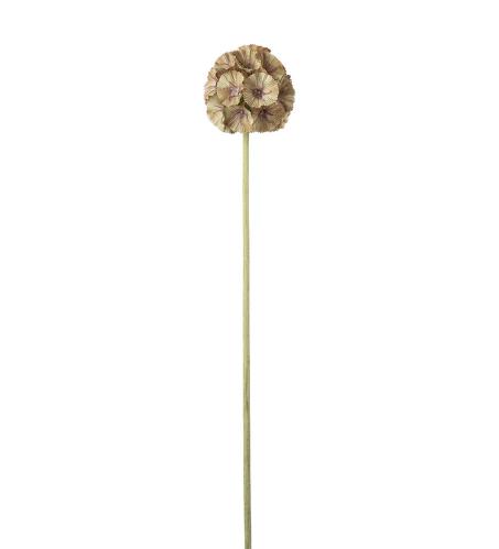 Scabiosa - Grön - 60 cm - www.frokenfraken.se