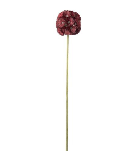 Scabiosa - Röd - 60 cm - www.frokenfraken.se
