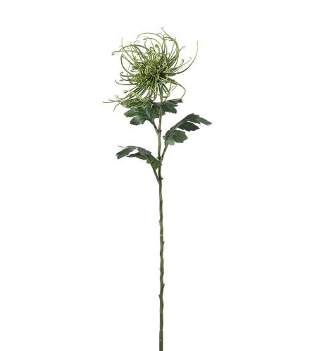 Spindelchrysanthemum - Grön - 70 cm - www.frokenfraken.se