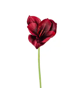 Amaryllis - Burgundy - 40 cm - www.frokenfraken.se