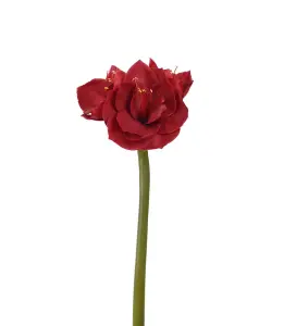 Amaryllis - Röd - 60 cm - www.frokenfraken.se