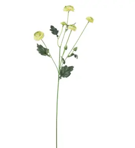 Chrysanthemum - Grön - 60 cm - www.frokenfraken.se