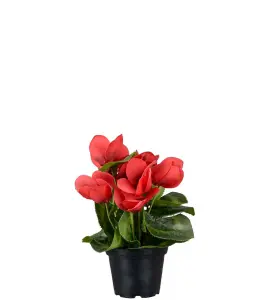 Cyklamen - Röd - 22 cm - www.frokenfraken.se