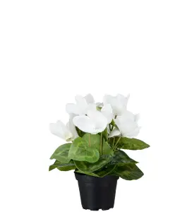 Cyklamen - Vit - 22 cm - www.frokenfraken.se