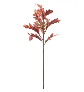 Ek - Brun - 80 cm - www.frokenfraken.se
