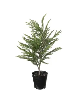 Gran i kruka - Grön - 70 cm - www.frokenfraken.se