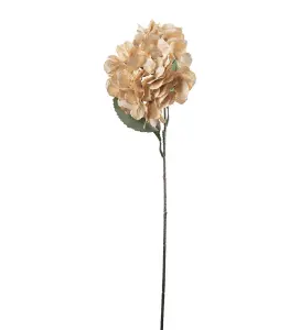 Hortensia - Champagne - 60 cm - www.frokenfraken.se