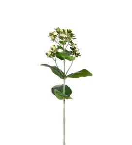 Hypericum - Cream - 68 cm - www.frokenfraken.se