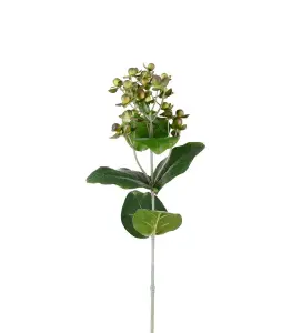 Hypericum - Grön - 68 cm - www.frokenfraken.se