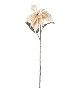 Julstjärna - Champagne - 70 cm - www.frokenfraken.se