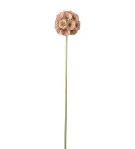Scabiosa - Brun - 60 cm - www.frokenfraken.se