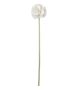 Scabiosa - Cream - 60 cm - www.frokenfraken.se