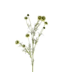 Scabiosa - Grön - 120 cm - www.frokenfraken.se