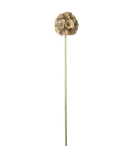 Scabiosa - Grön - 60 cm - www.frokenfraken.se
