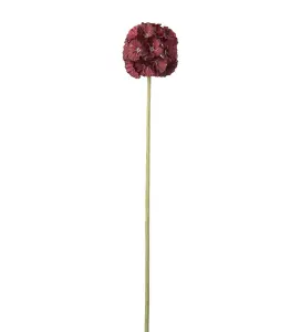 Scabiosa - Röd - 60 cm - www.frokenfraken.se
