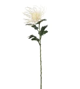 Spindelchrysanthemum - Cream - 70 cm - www.frokenfraken.se