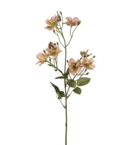 Japansk klätterros - Aprikos - 65 cm - www.frokenfraken.se