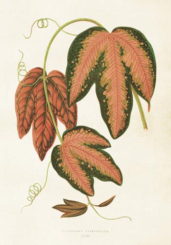 Poster - Vintage - Blad - 35 x 50 cm - www.frokenfraken.se
