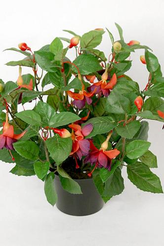 Fuchsia - Lila - 30 cm - www.frokenfraken.se