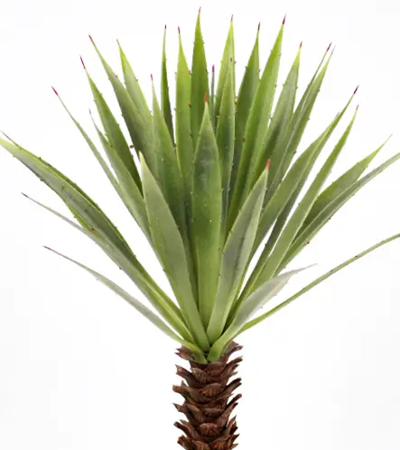 Agave - Grön - 44 cm - www.frokenfraken.se
