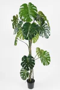Monstera - - 180 cm - www.frokenfraken.se