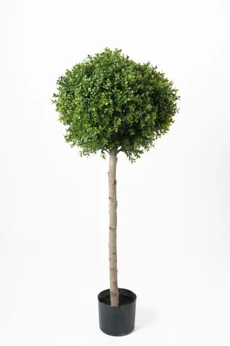 Buxbom - 115 cm - www.frokenfraken.se