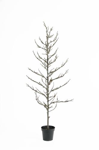 Träd - 185 cm - www.frokenfraken.se