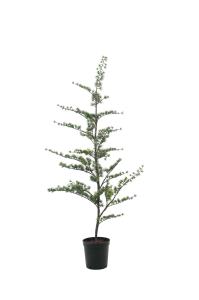 Ceder - - 150 cm - www.frokenfraken.se